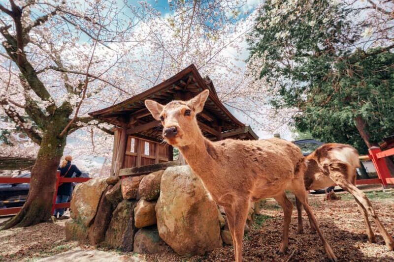 Nara Revealed: Ancient Temples, Sacred Deer & Local Stories - Why This Tour Offers Value