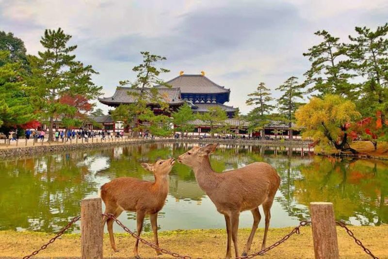Nara: Sacred Deer & Tsubosaka-dera Full-Day Private Tour - Comfort, access, and the pace of the day