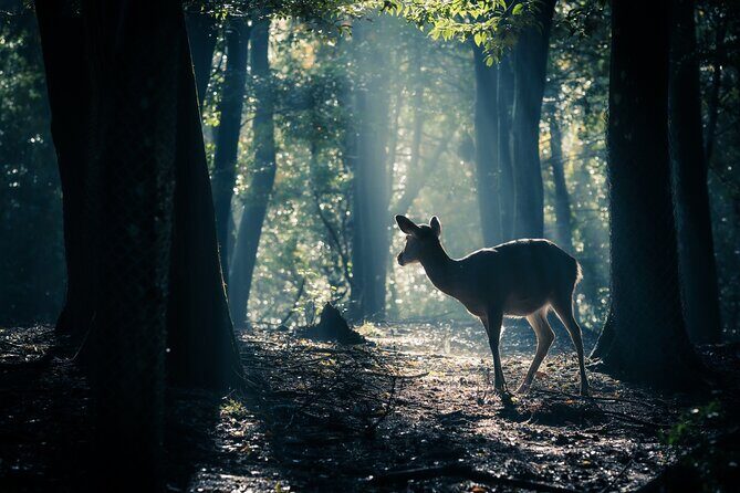Nara: Sacred Morning Walk with Deer in the Mist - Good To Know