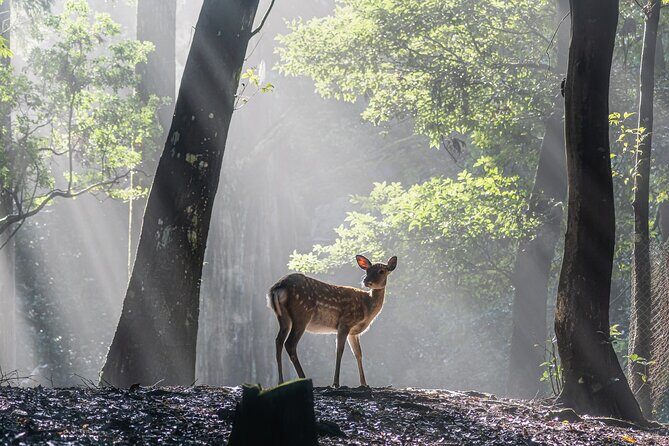 Nara: Sacred Morning Walk with Deer in the Mist - An Authentic Early Morning in Nara