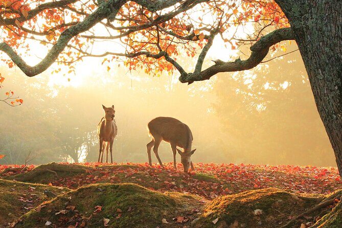 Nara: Sacred Morning Walk with Deer in the Mist - Why This Tour Offers Good Value