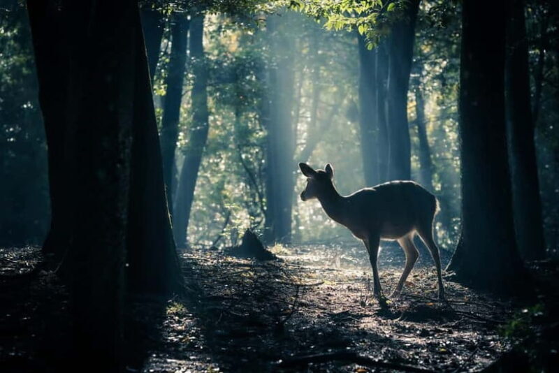 Nara: Sacred Morning Walk with Deer in the Mist - FAQs