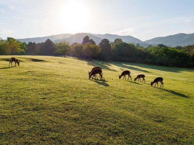 Nara: Sacred Morning Walk with Deer in the Mist - Good To Know