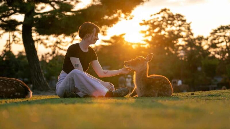 Nara: Temple-Shrine Walking Tour+Zen Calligraphy Experience - Who Is This Tour Best For?