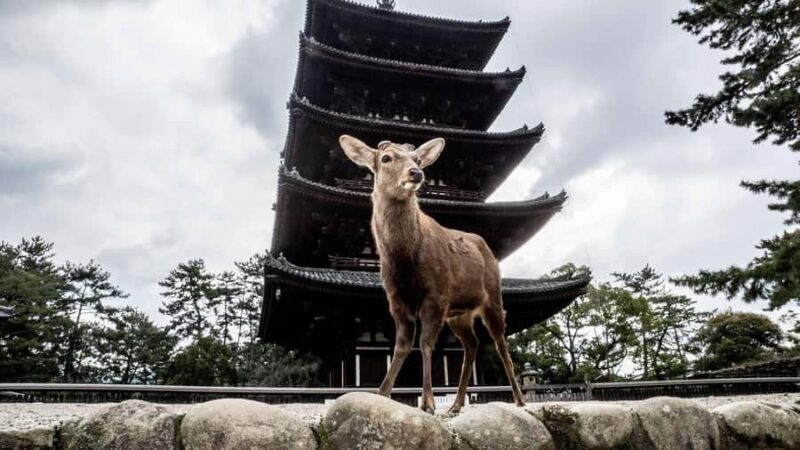 Nara: The Origin - Walking Tour - Authentic Insights from Past Participants