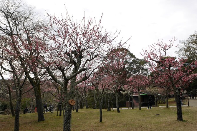 Nara Todaiji Kasuga Taisha Private Full Day Tour From Kyoto - Tour Overview