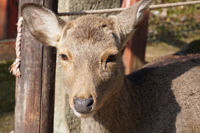 Nara Todaiji Lazy Bird Tour - Reviews
