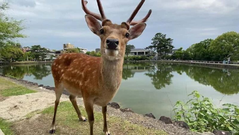 Nara & Uji Private Day Tour - Kyoto Comfort Culture Focused - FAQs