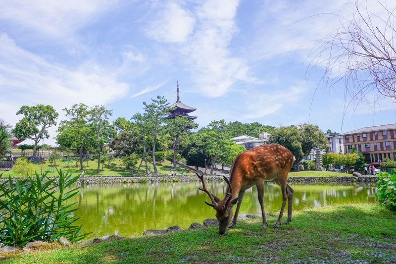 Nara UNESCO Walk: Todaiji, Great Buddha & Kasuga Taisha - A temple walk that puts Nara in context