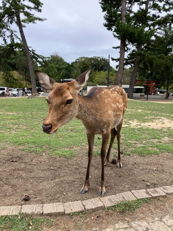 Nara Walking Tour for Small Groups: Temples and Deer - Good To Know