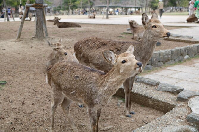 Nara With a Licensed Guide - Final Thoughts