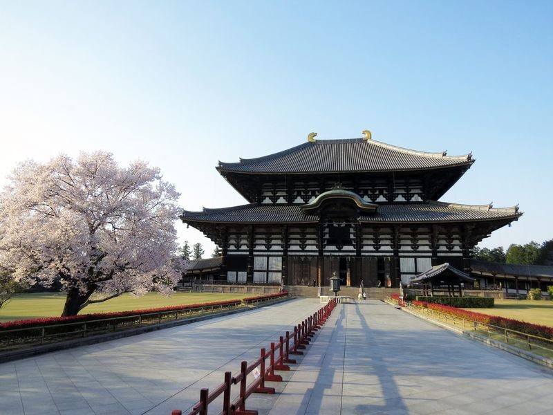 Nara World Heritage PRIVATE TOUR - Feeding Nara’s deer with care
