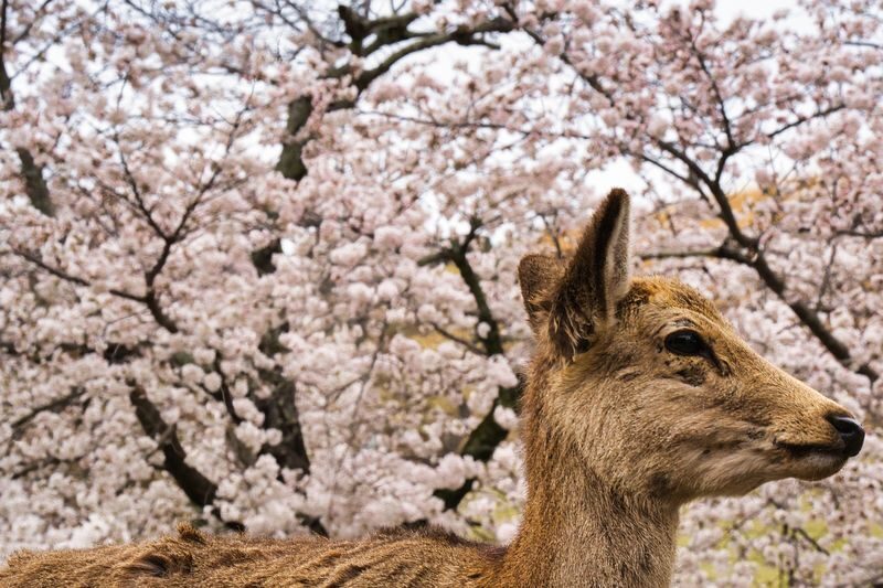 Nara World Heritage PRIVATE TOUR - Should you book this Nara walk?