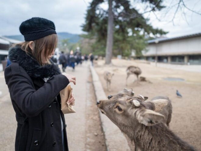 Nara's Historical Wonders: A Journey Through Time and Nature - Kasuga Taisha Shrine: Ancient Spirituality