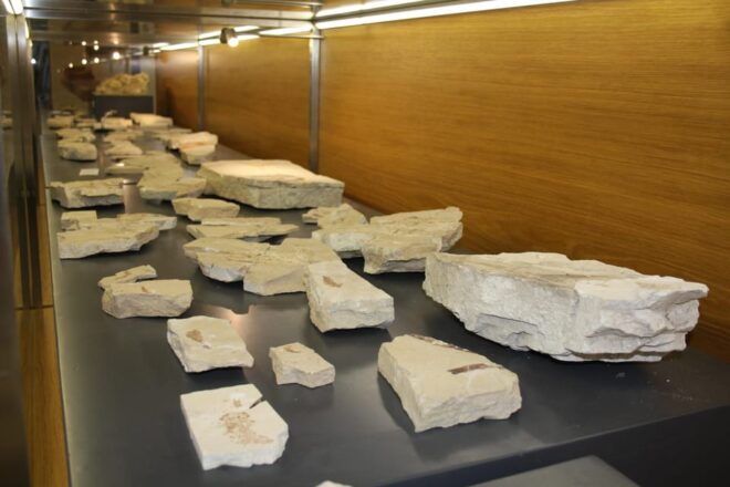 Nardò (Nardò-Lecce): Guided Tour of the Museum of Prehistory - Accessibility Features