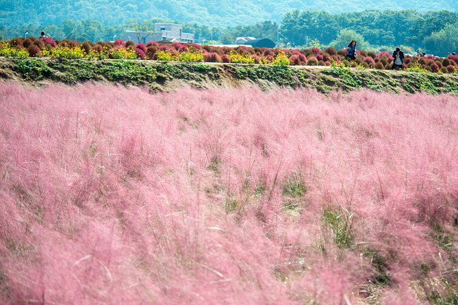 Nari Park, Pink Muhly Grass, Dumulmeori Day Tour (Free Hot Dog!) - Discovering the Beauty of Dumulmeori