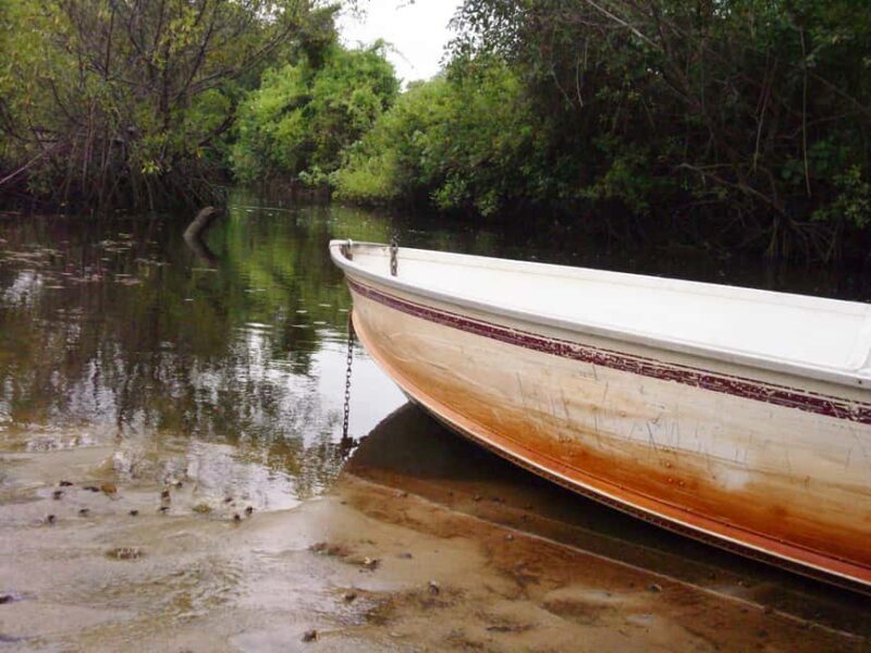 Nariva Swamp: Monkey Viewing Experience - Good To Know