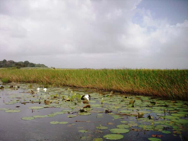 Nariva Swamp: Monkey Viewing Experience - The Sum Up