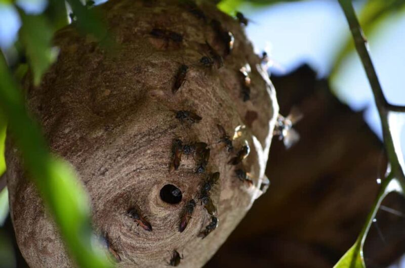 Nariva Swamp: Monkey Viewing Experience - FAQ