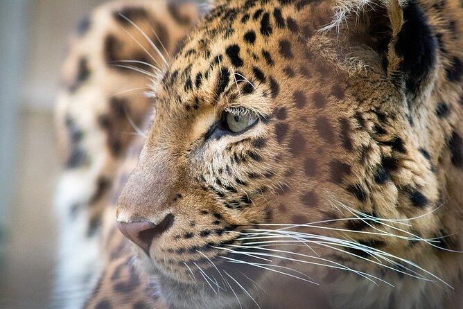 Narlai Leopard Safari and Village Walk - Inclusions