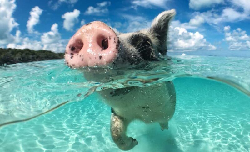 Nassau: 3-Island Snorkel Tour with Pigs, Beach Club, & Lunch - Nassau: 3-Island Snorkel Tour with Pigs, Beach Club, & Lunch — A Full Day of Fun and Relaxation