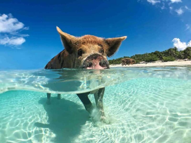 Nassau: 3-Island Snorkel Tour with Pigs, Beach Club, & Lunch - Good To Know