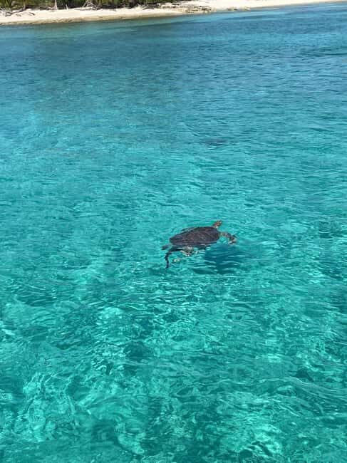 Nassau: 3 Islands Boat w/ Swimming Pigs, Snorkeling & Turtle - Insights from Real Travelers