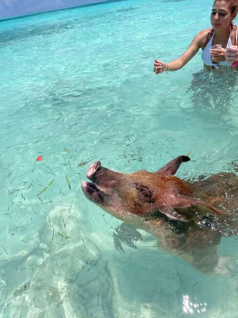 Nassau: 3 Islands Boat w/ Swimming Pigs, Snorkeling & Turtle - The Sum Up