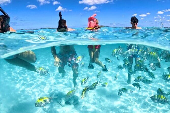 Nassau: 3 islands Pigs,Turtles,Snorkel & Beach Club with lunch - Nassau’s 3 Islands, Pigs, Turtles, Snorkel & Beach Club Tour: An Honest Review