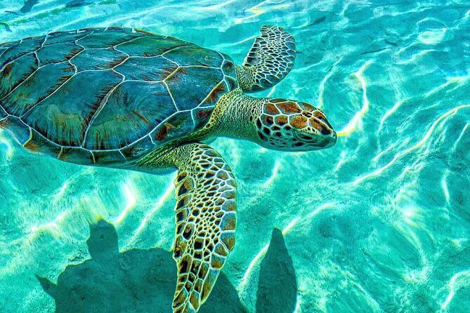 Nassau: 3 islands Pigs,Turtles,Snorkel & Beach Club with lunch - Good To Know