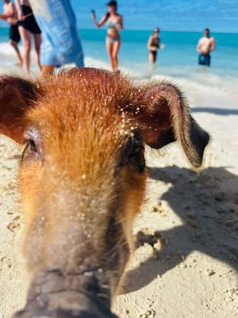 Nassau: 3 Islands Tour, Snorkel, Pig Beach, Turtles & Lunch - The Speedboat Ride: Setting the Tone