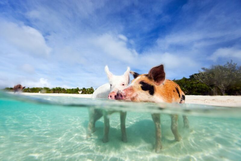 Nassau: 3 Islands Tour, Snorkel, Pig Beach, Turtles & Lunch - The Overall Experience & Value