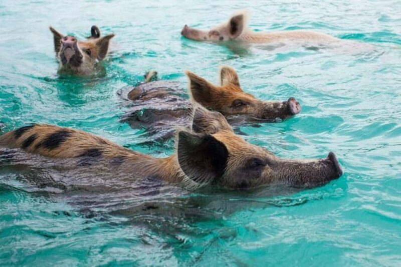 Nassau Bucket List: Private Full-Day Exploration Tour - Good To Know