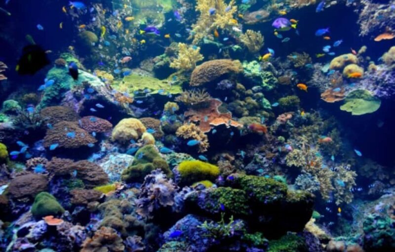 Nassau: Catamaran Sail and Snorkel Tour - Practical Info for Travelers