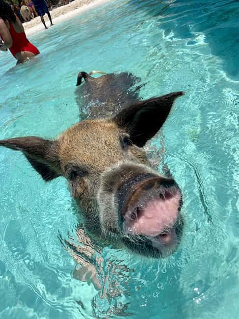 Nassau: Discover Exuma Island Hopping and Swimming Pigs Tour - The Itinerary in Detail