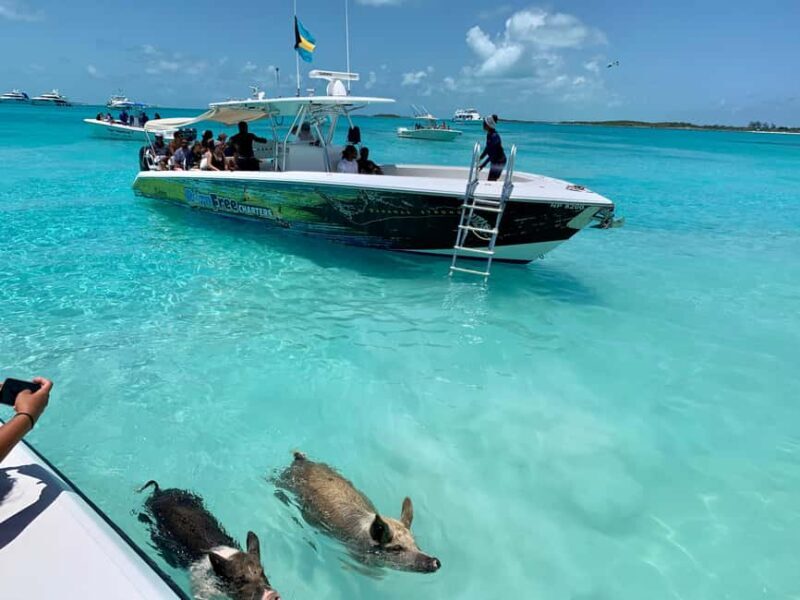 Nassau: Discover Exuma Island Hopping and Swimming Pigs Tour - What Could Be Better?