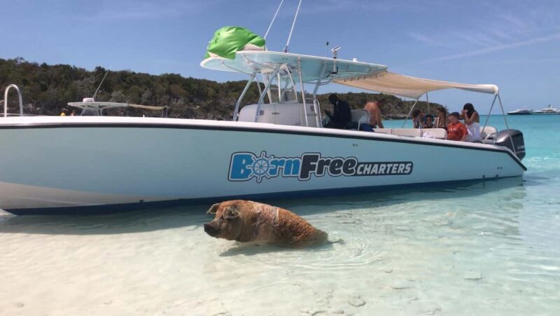 Nassau: Discover Exuma Island Hopping and Swimming Pigs Tour - Who is This Tour Best For?