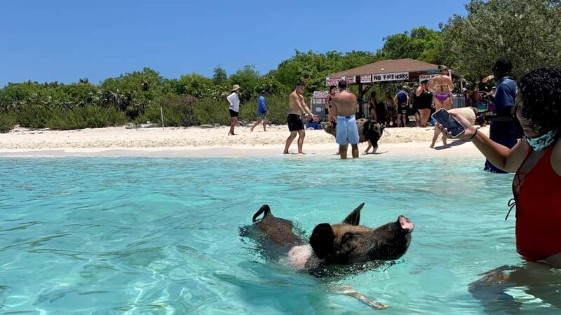 Nassau: Discover Exuma Island Hopping and Swimming Pigs Tour - Final Thoughts
