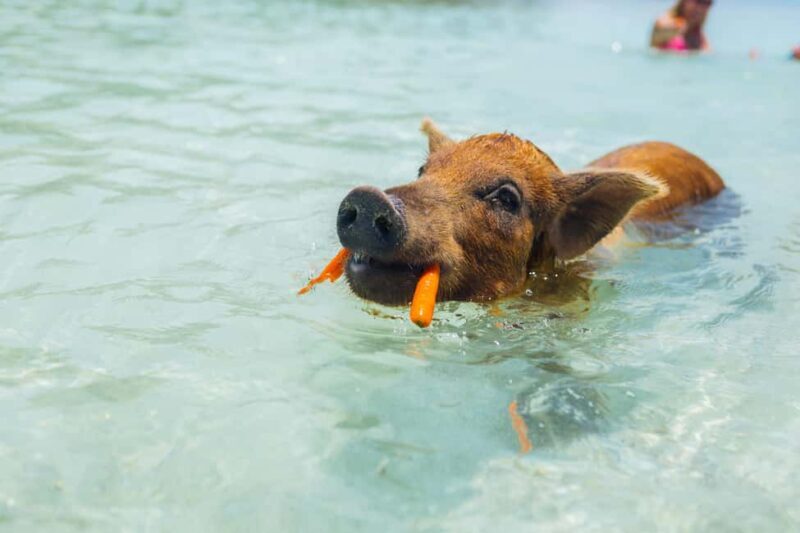 Nassau: Exuma Powerboat Day Trip - The Private Island Experience