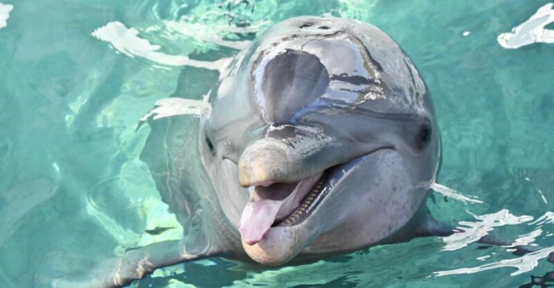 Nassau: Half-Day Guided Cay Cruise, Sea Life Watch & Snorkel - A Closer Look at the Itinerary