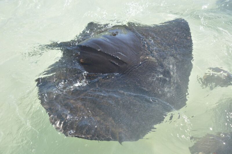 Nassau: Half-Day Guided Cay Cruise, Sea Life Watch & Snorkel - What Travelers Say