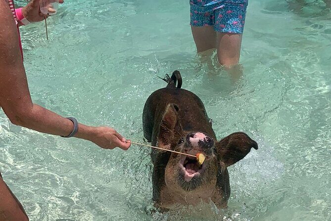 Nassau: Half Day Reef Snorkeling, Turtles & Swimming Pigs - The Experience: Why It Stands Out