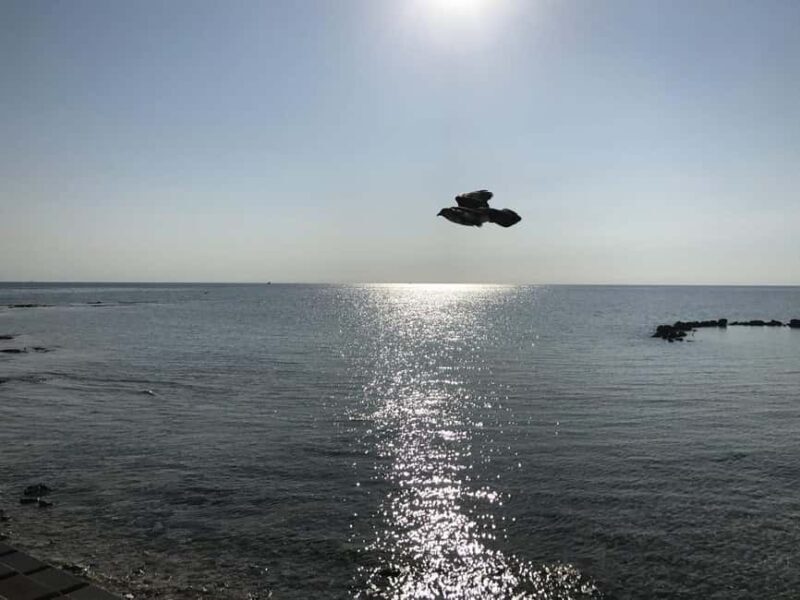 Nassau: Pearl Island Day Trip with Lunch and Snorkeling - Good To Know