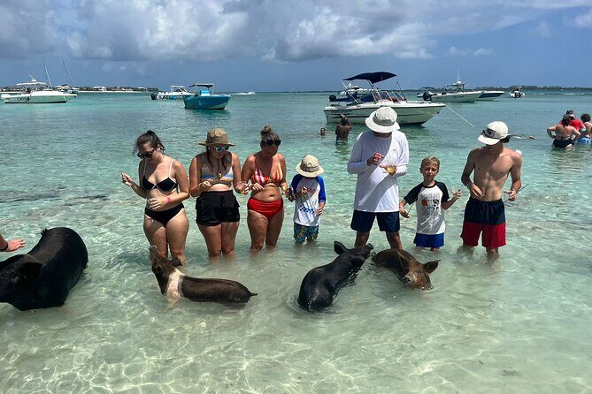 Nassau: Pig Island and Snorkeling Experience - Who Is This Tour Best For?