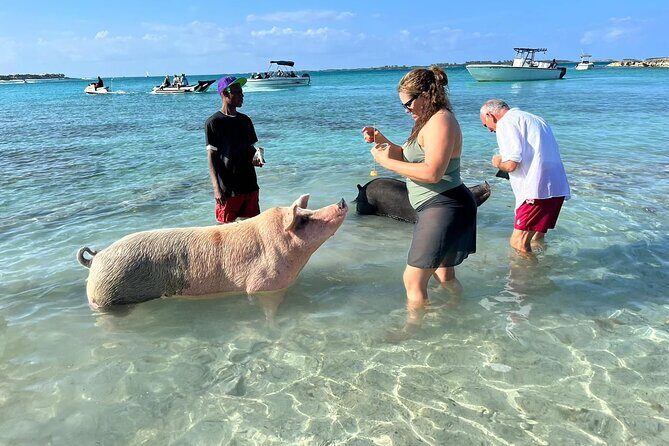 Nassau: Pig Island and Snorkeling Experience - FAQ