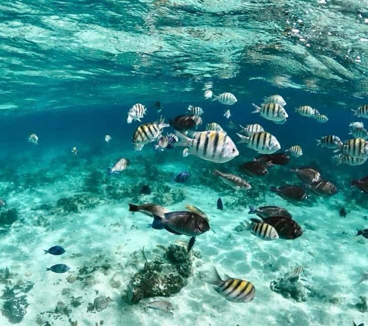 Nassau: Pigs, Snorkel, Turtles, Lunch, Private Beach Club - The Not-So-Perfect Aspects