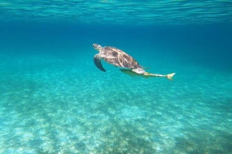 Nassau: Private Swim with Pigs and Snorkeling Adventure - FAQ