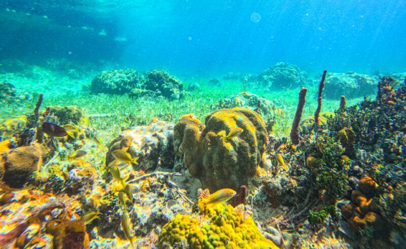 Nassau: Reef Glass Bottom & Snorkel Tour - FAQ