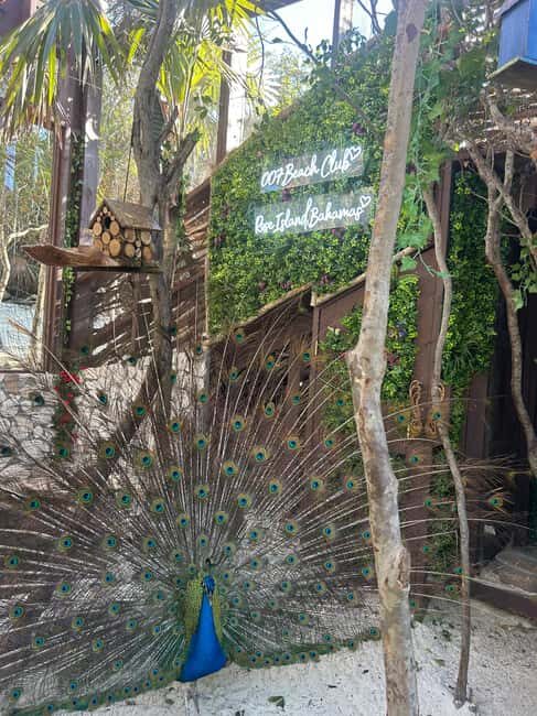 Nassau: Reef Snorkeling, Turtles, Lunch & Private Beach Club - The Sum Up