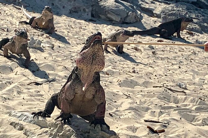 Nassau Small-Group Full-Day Exuma Tour  - New Providence Island - Directions